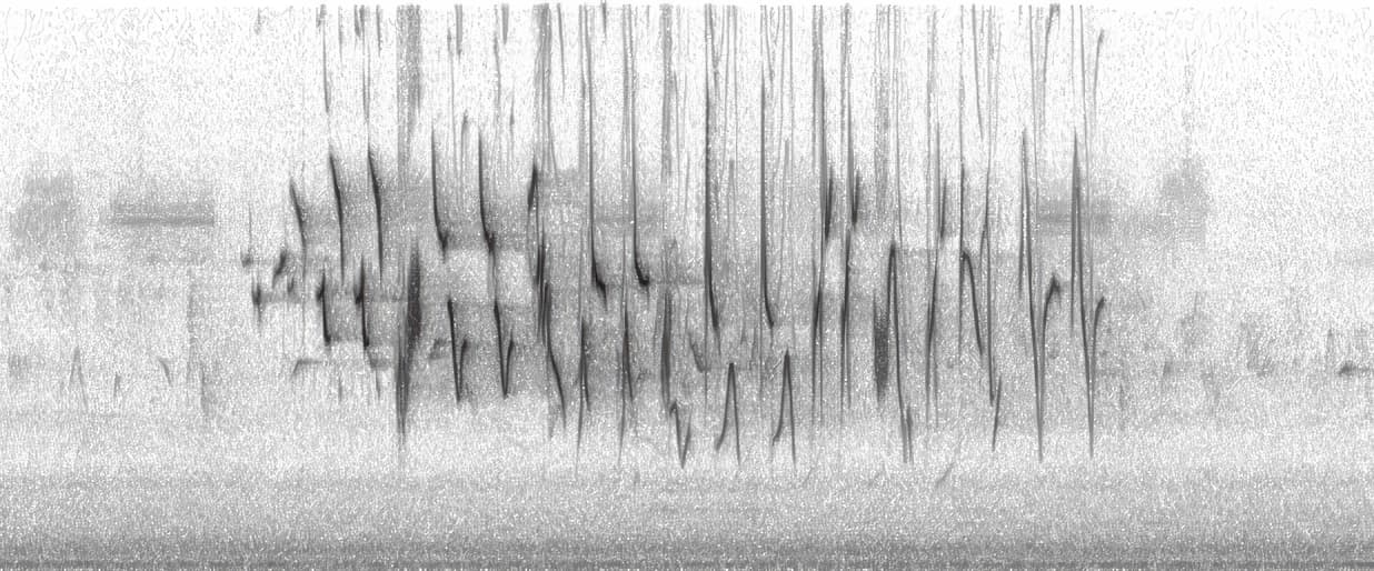 The spectrogram produced from this parabolic mic recording of an Indigo Bunting shows a longer but similar song to the Painted Bunting.
