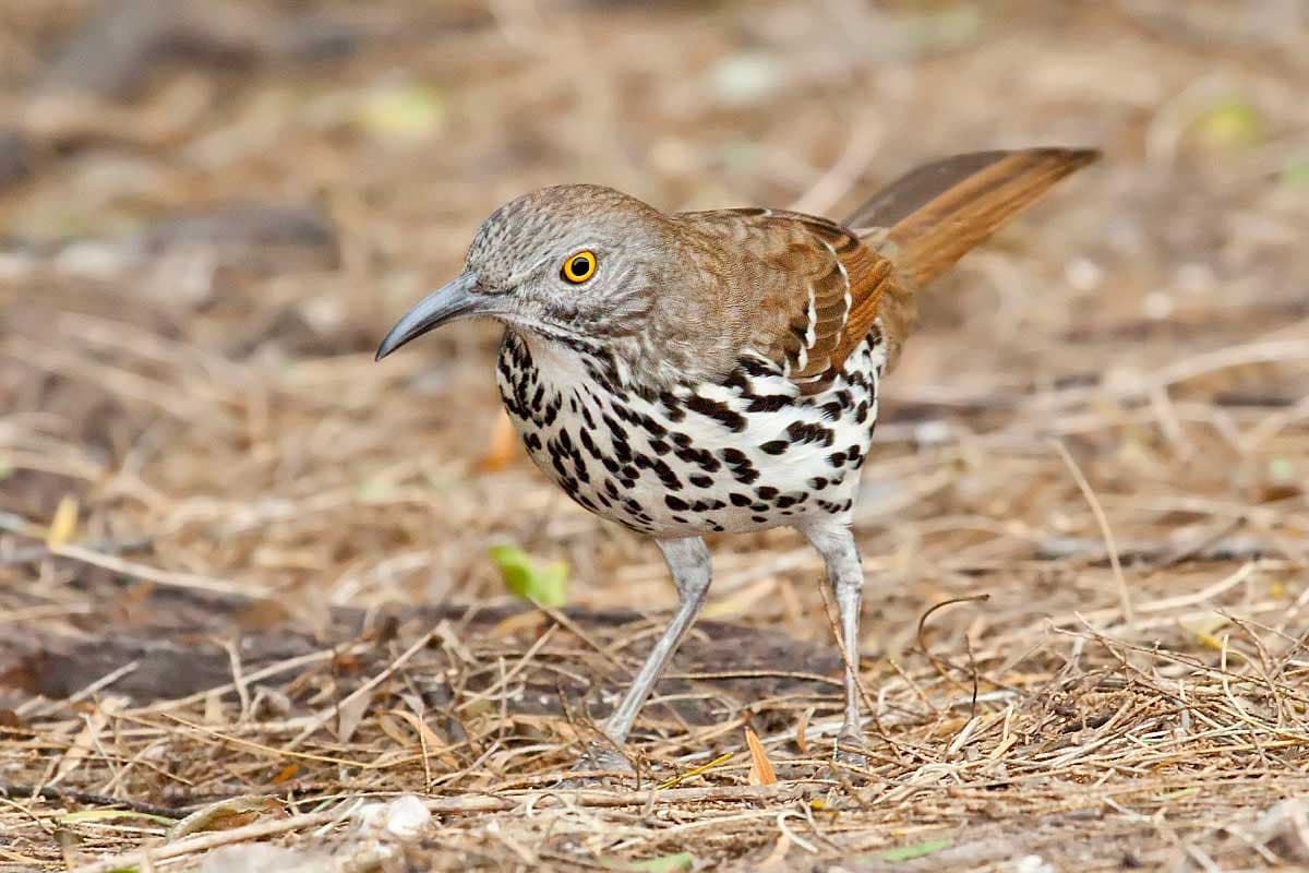 A Thrasher that thrashes but does not speak