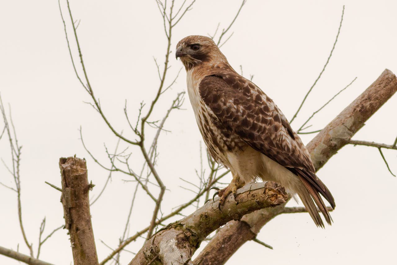 red tailed hawk perched new orleans