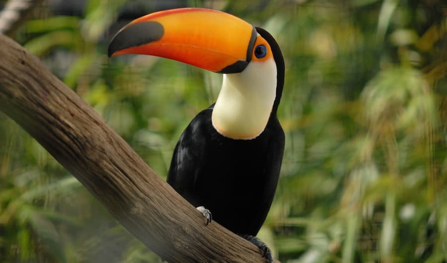 Toucan Beak Heat Regulation