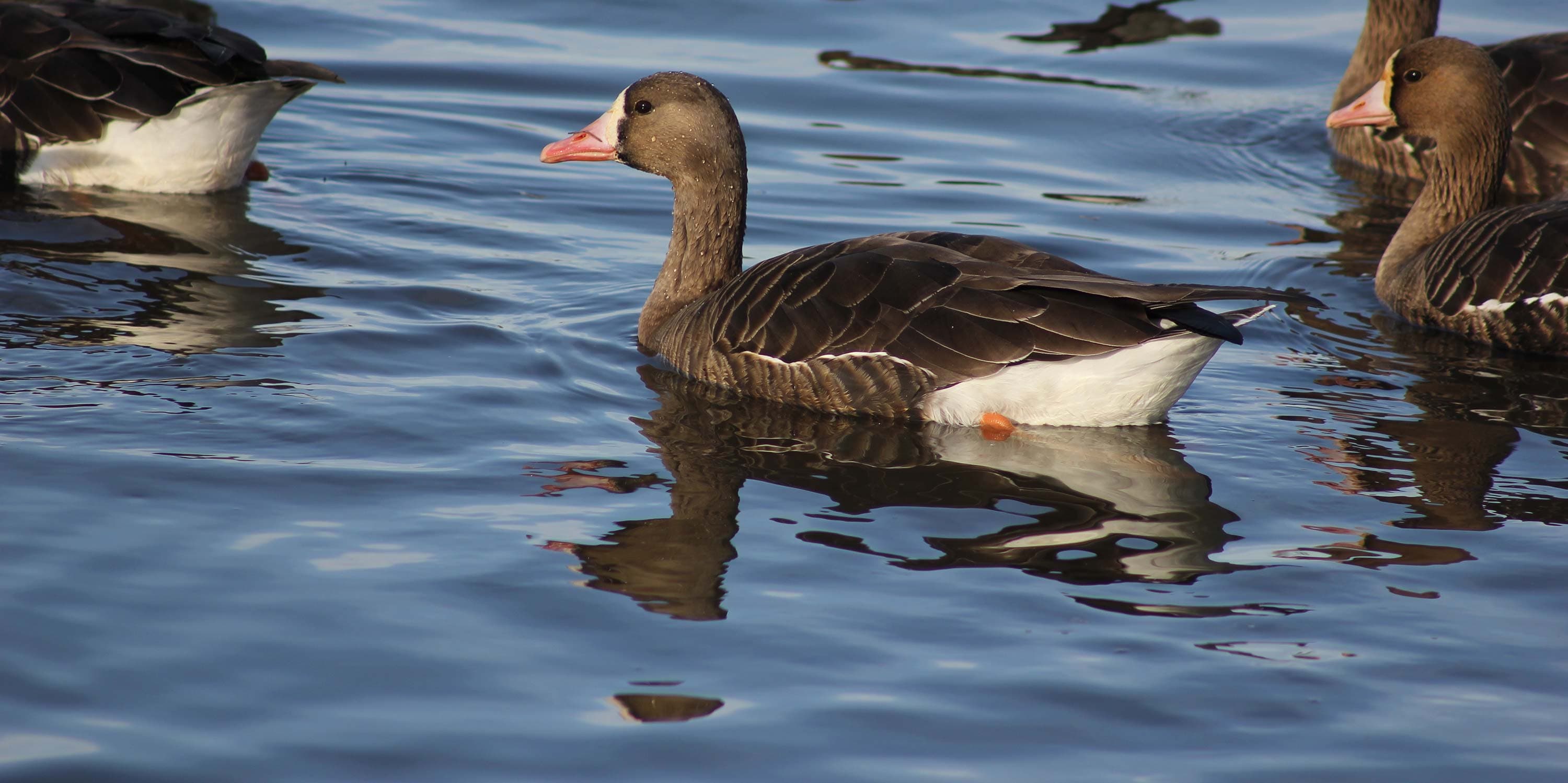 A Day in The Life of a Waterfowl Biologist