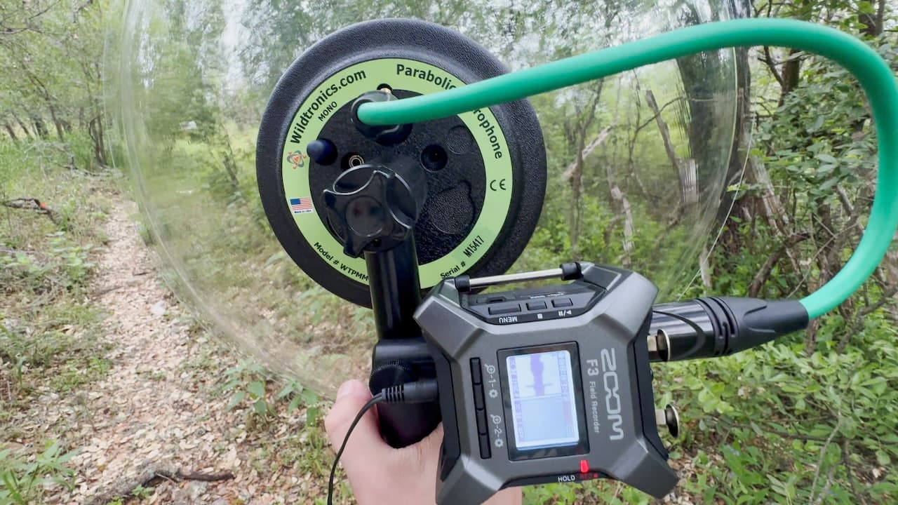 Aiming the Wildtronics parabolic at a Northern Cardinal I spotted in Government Canyon