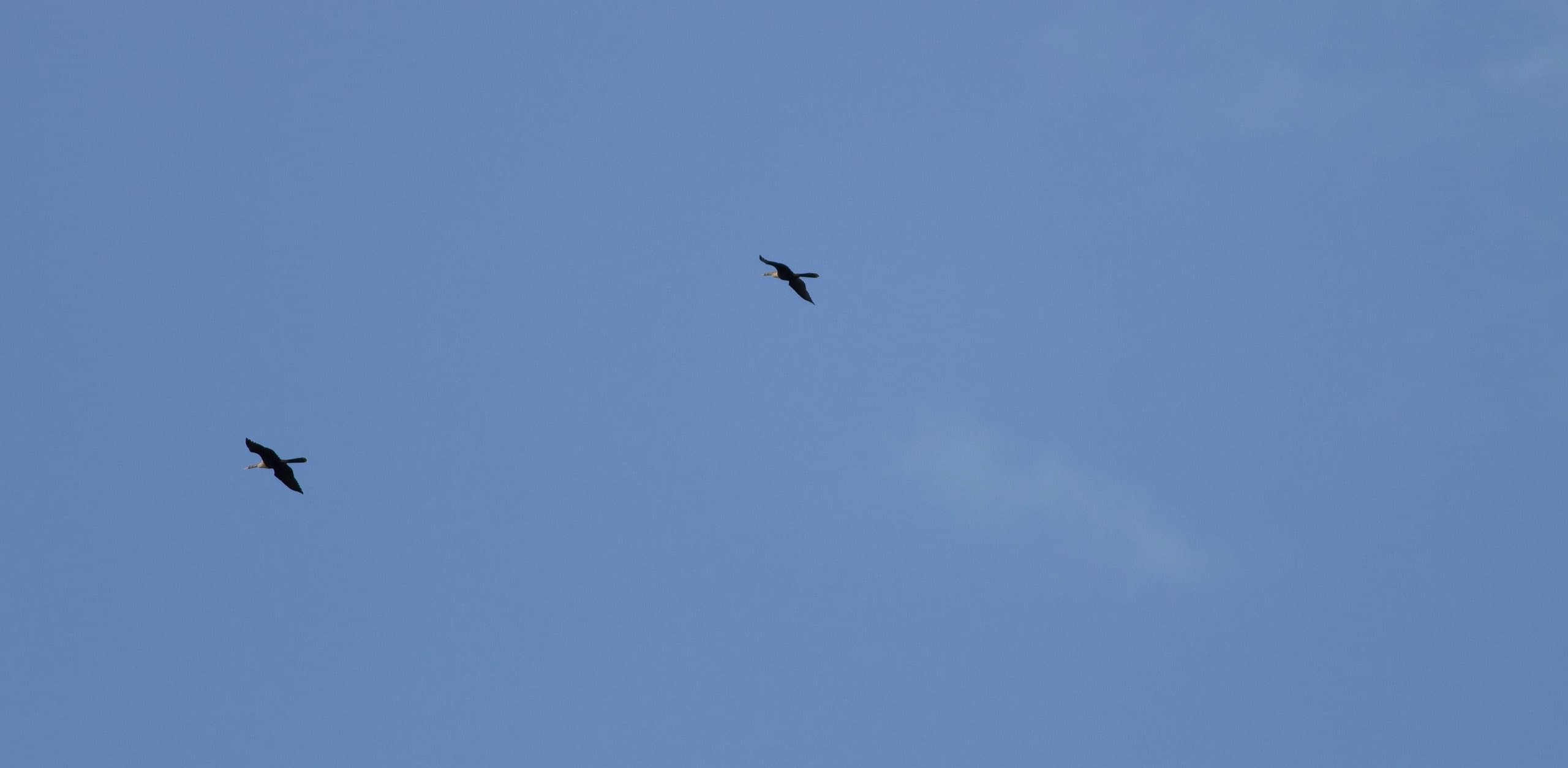 soaring anhinga