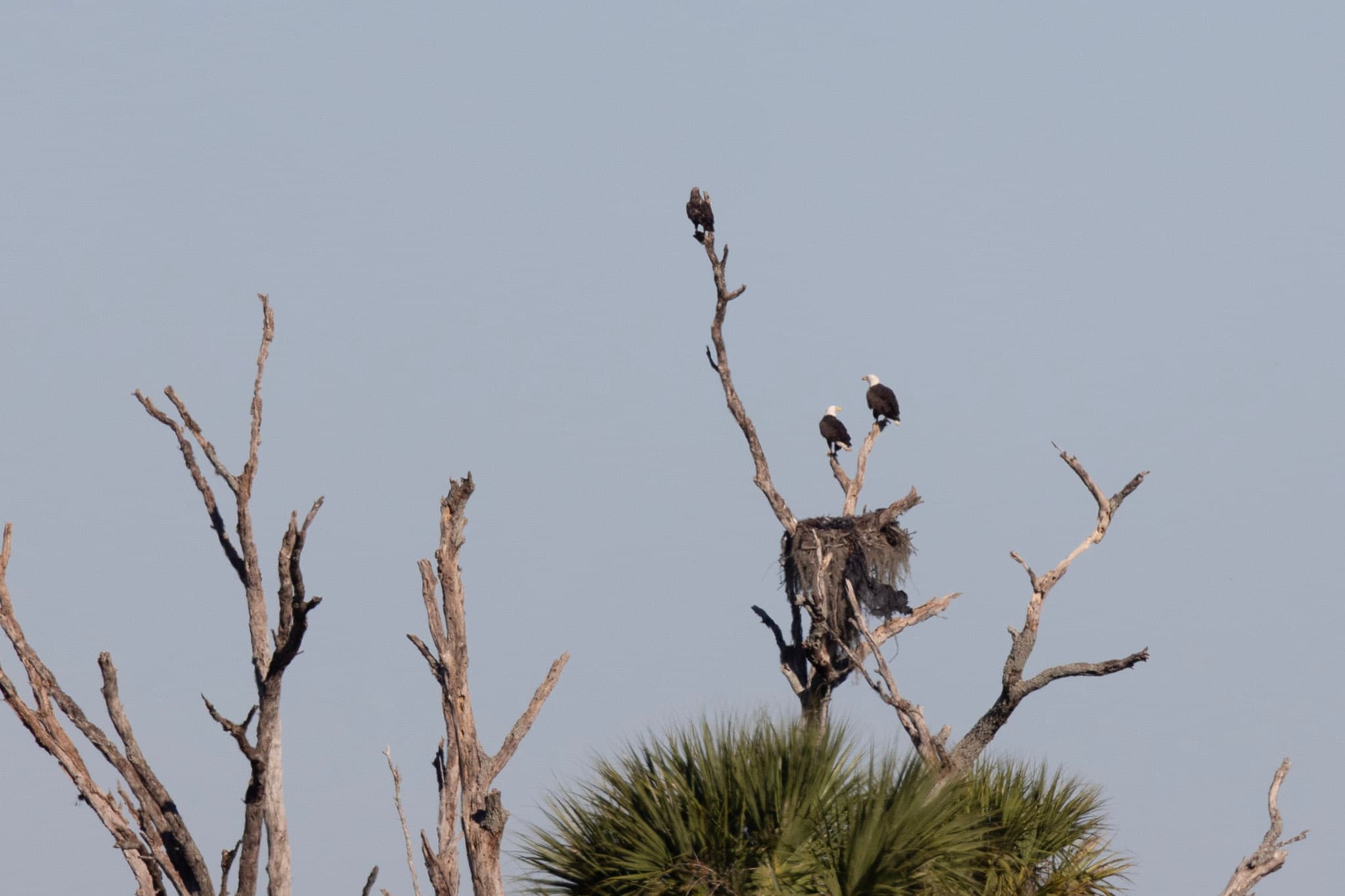 Two adults and one juvenile Bald Eagle hang out near their nest.