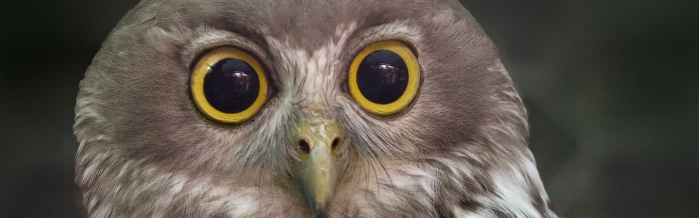 Barking Owl