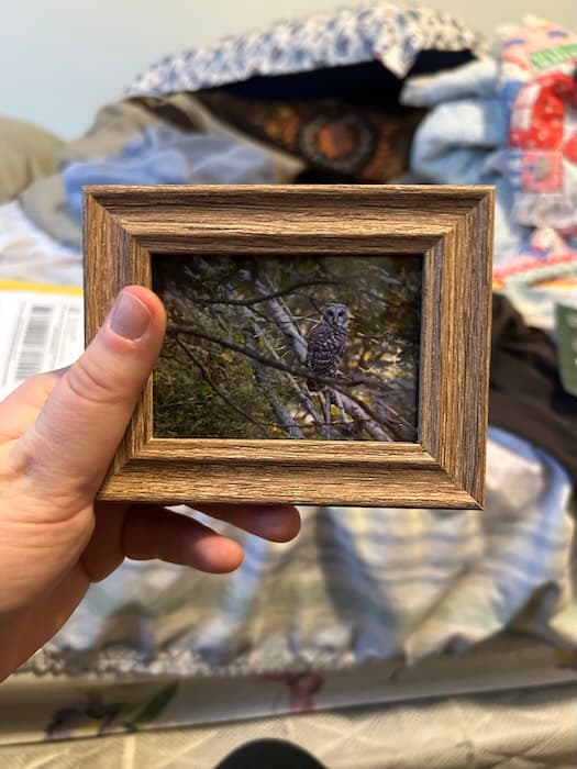framed barred owl photo