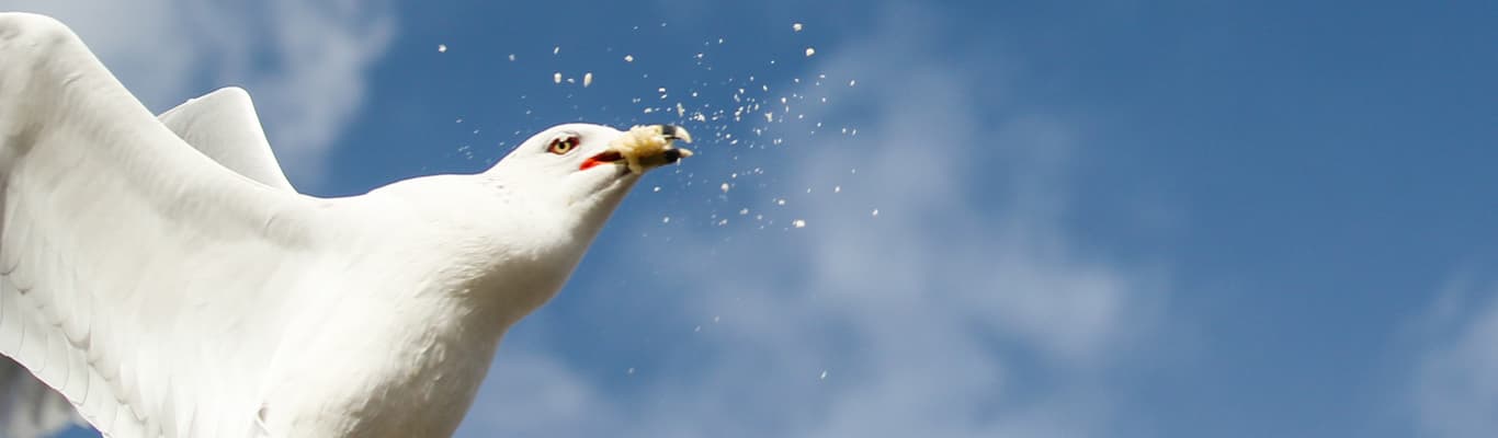 Aerial Feeding of The Gulls and other birds spotted around the park