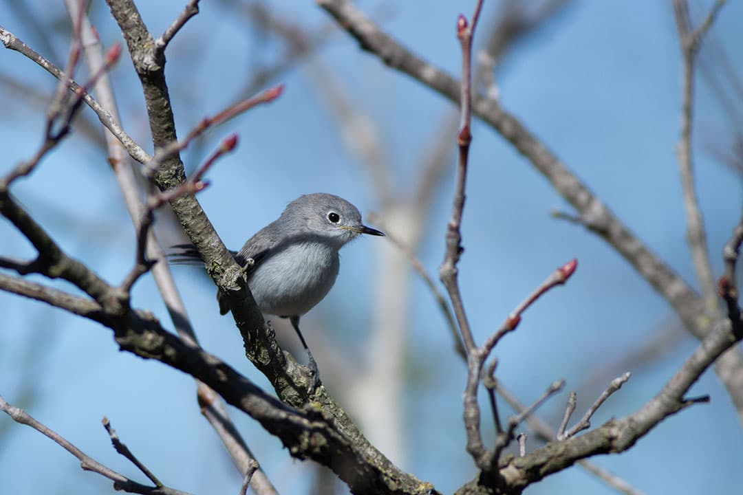 The Backyard Bird Count is Almost Here!