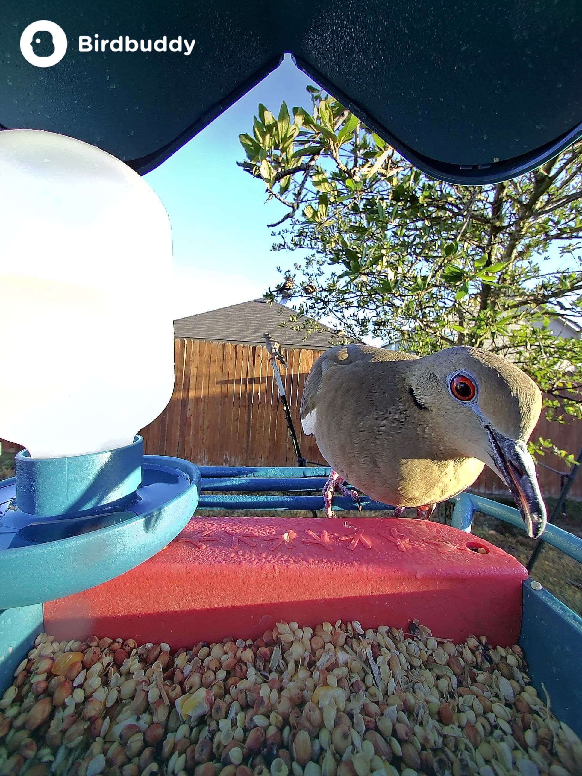 White-winged Doves and other big birds liked the extended perch that can be added.