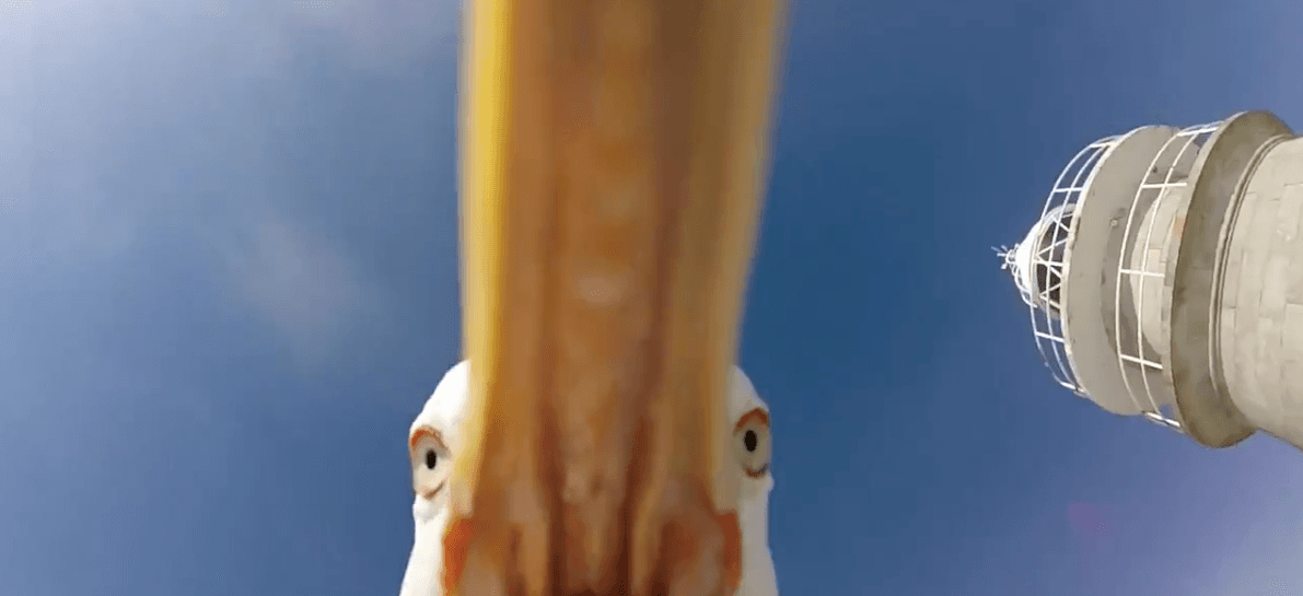 Seagull Steals a GoPro Camera