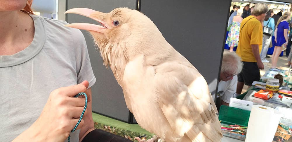 Los Angeles Bird Festival in The Santa Monica Mountains