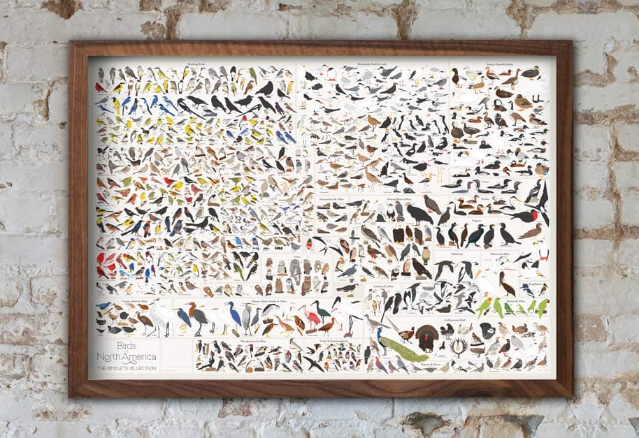 Birds of North America Poster Pop Chart Lab- 740+ Species