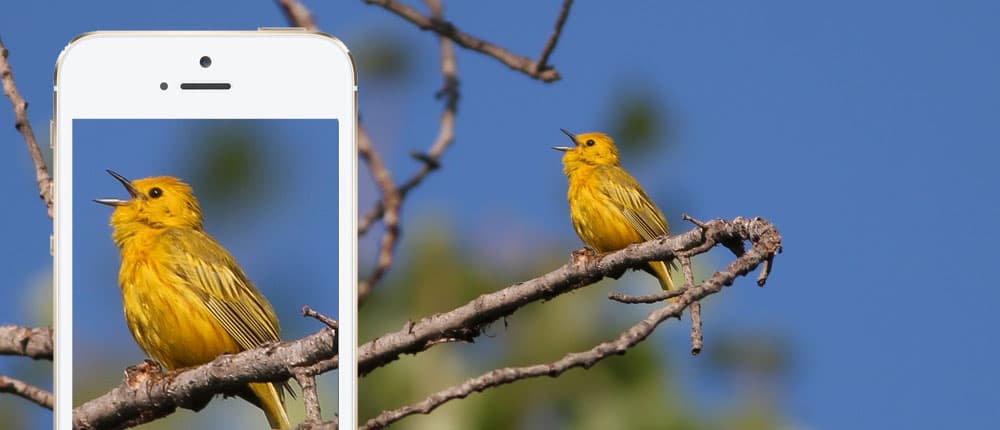 Birdsnap App Review