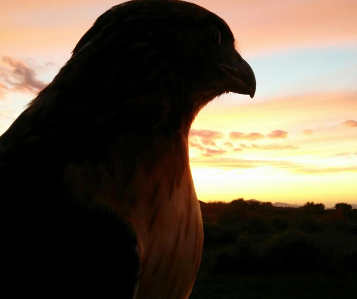 A day in the life of a Falconer