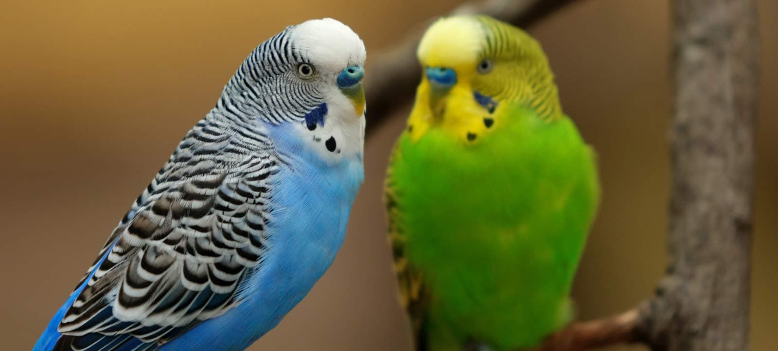 Parakeets Show Empathy Through Contagious Yawning
