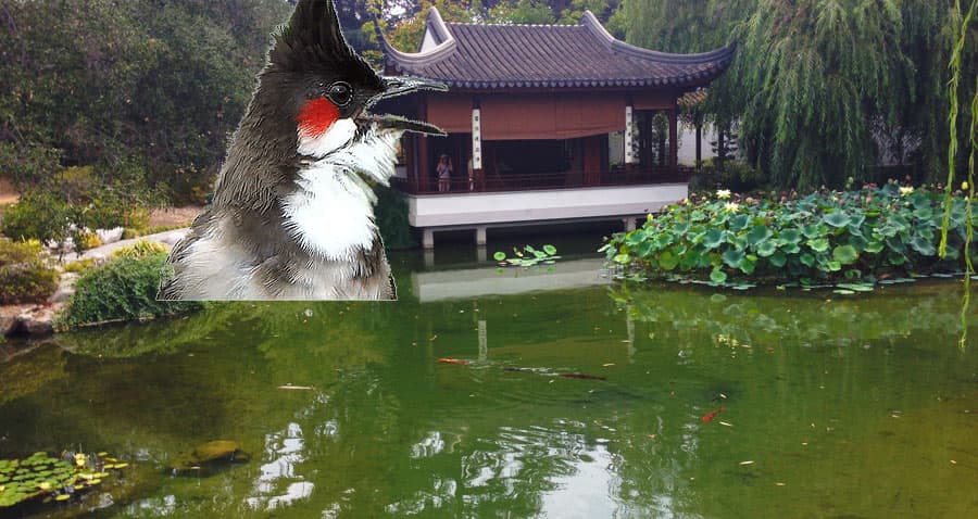 Search for the Red-Whiskered Bulbul