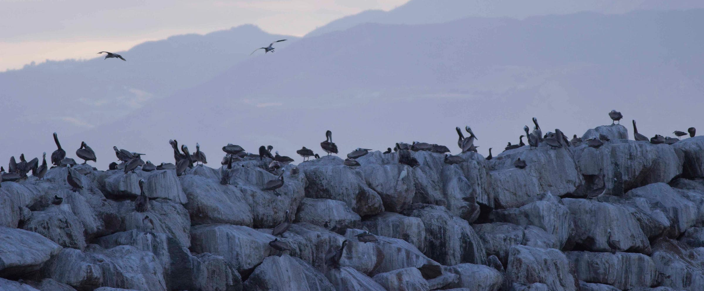Counting Brown Pelicans with Audubon California