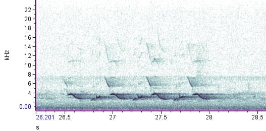 Analyzing fun bird song spectrograms