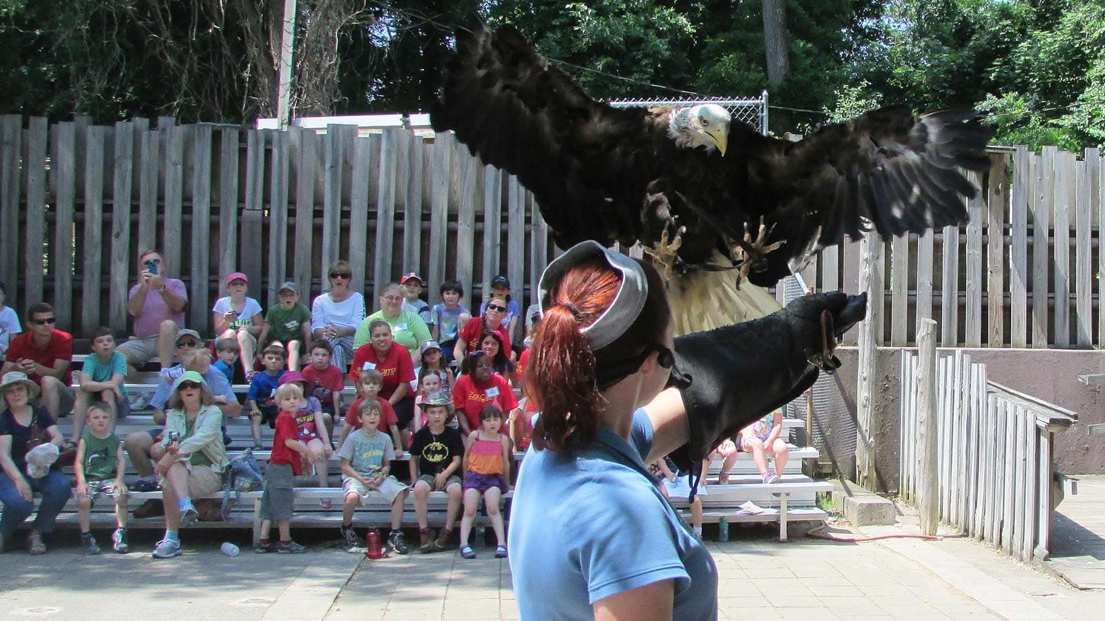 Behind the Scenes at a Birds of Prey Show