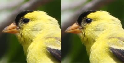 how to edit bird photos