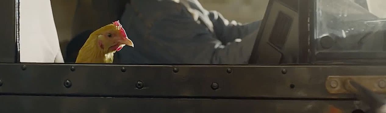 Cute Geico Chicken Commercial