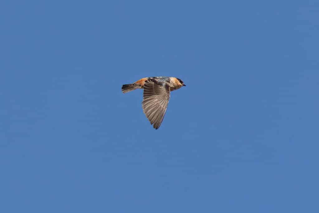 This Cliff Swallow was one of many zipping around in the air.