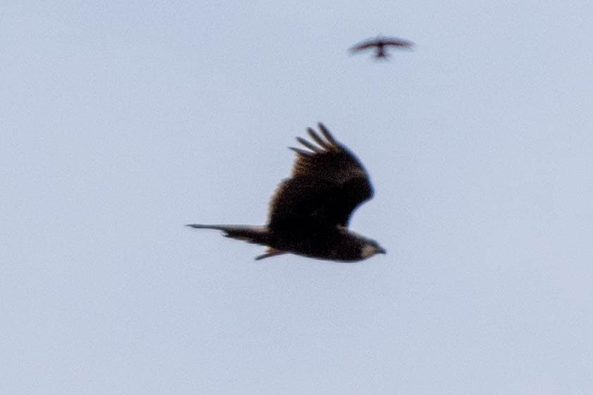 common buzzard flying in sky