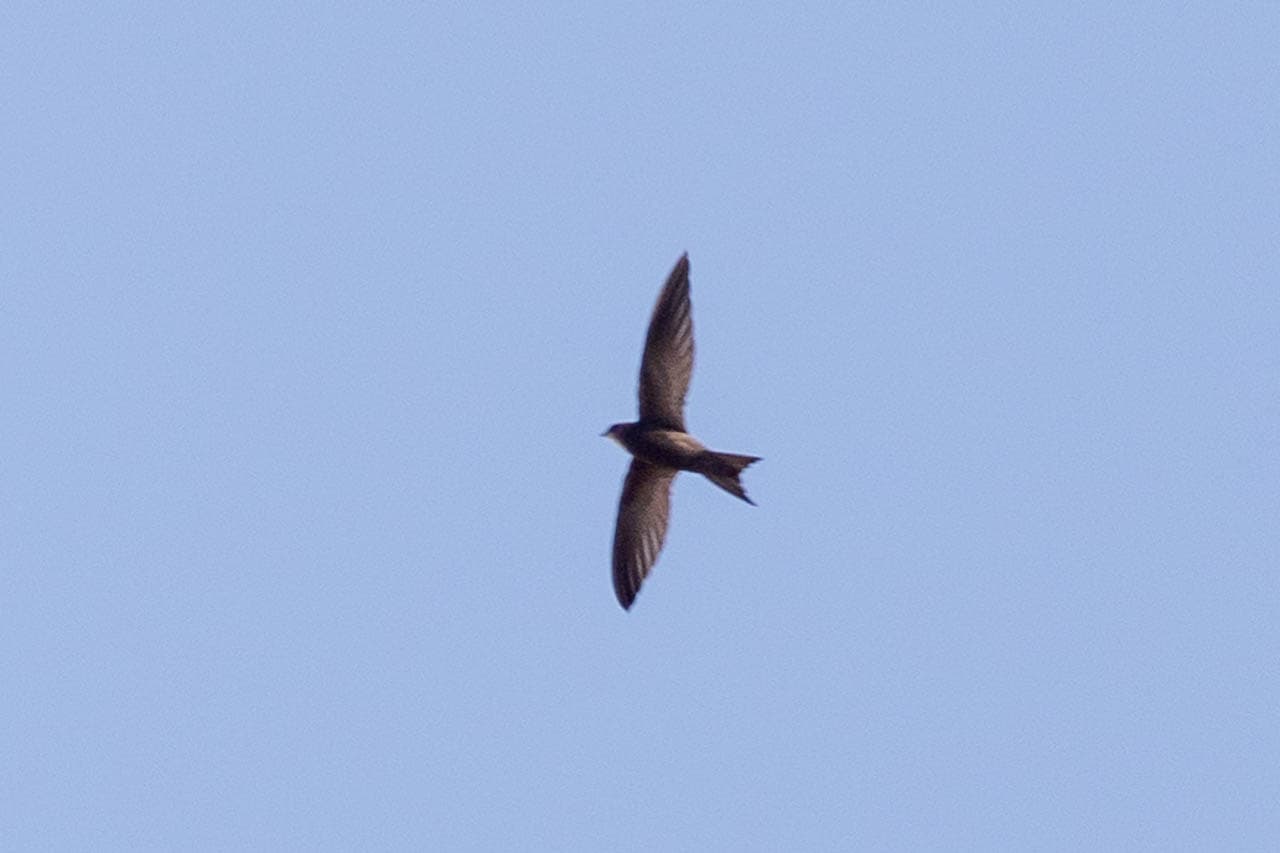 You're very likely to see these Common Swifts all over the skies in Europe during the breeding season. During the off-season, they migrate to Africa.