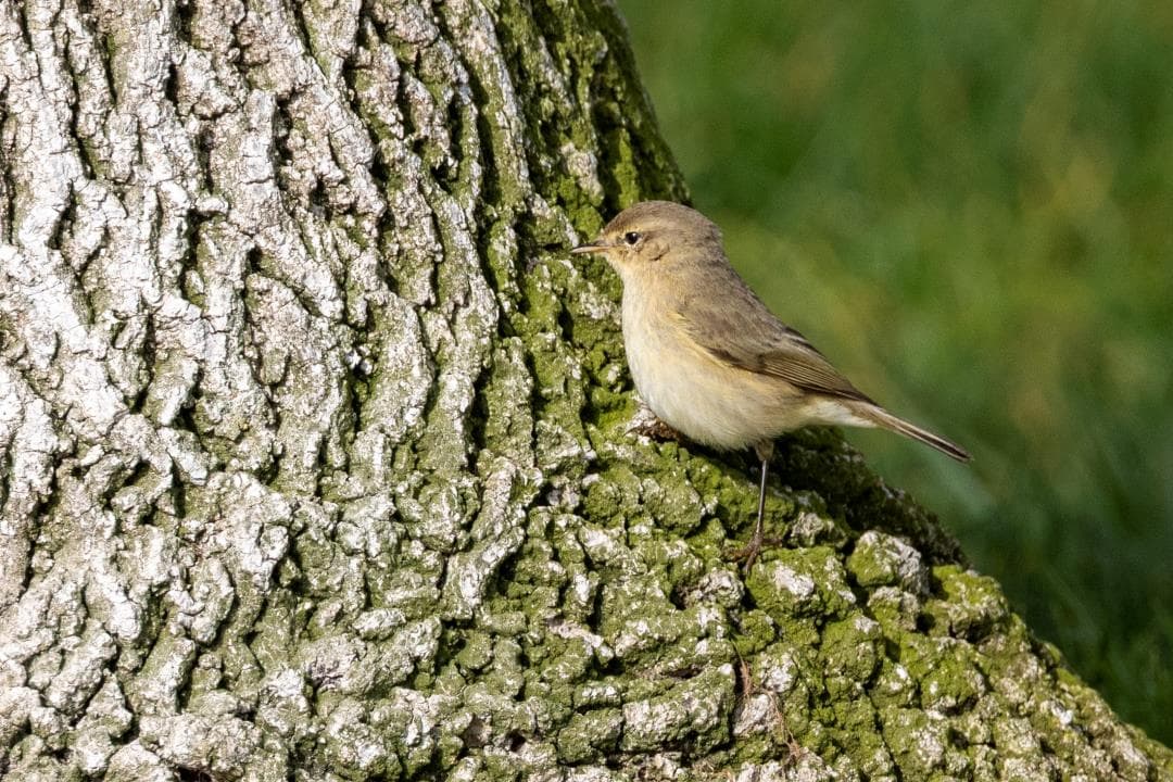 Common Chiffchaff on a tree trunk. This bird is named after the song it sings.