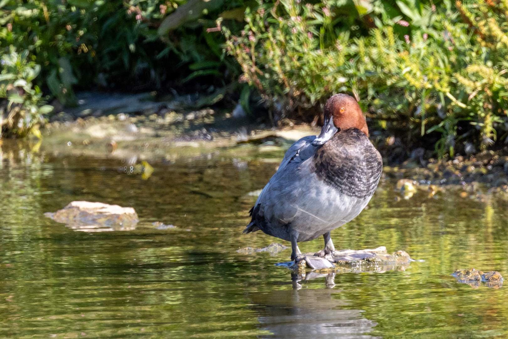 This Pochard acting demure on a rock. I appreciate its light orange eyes.