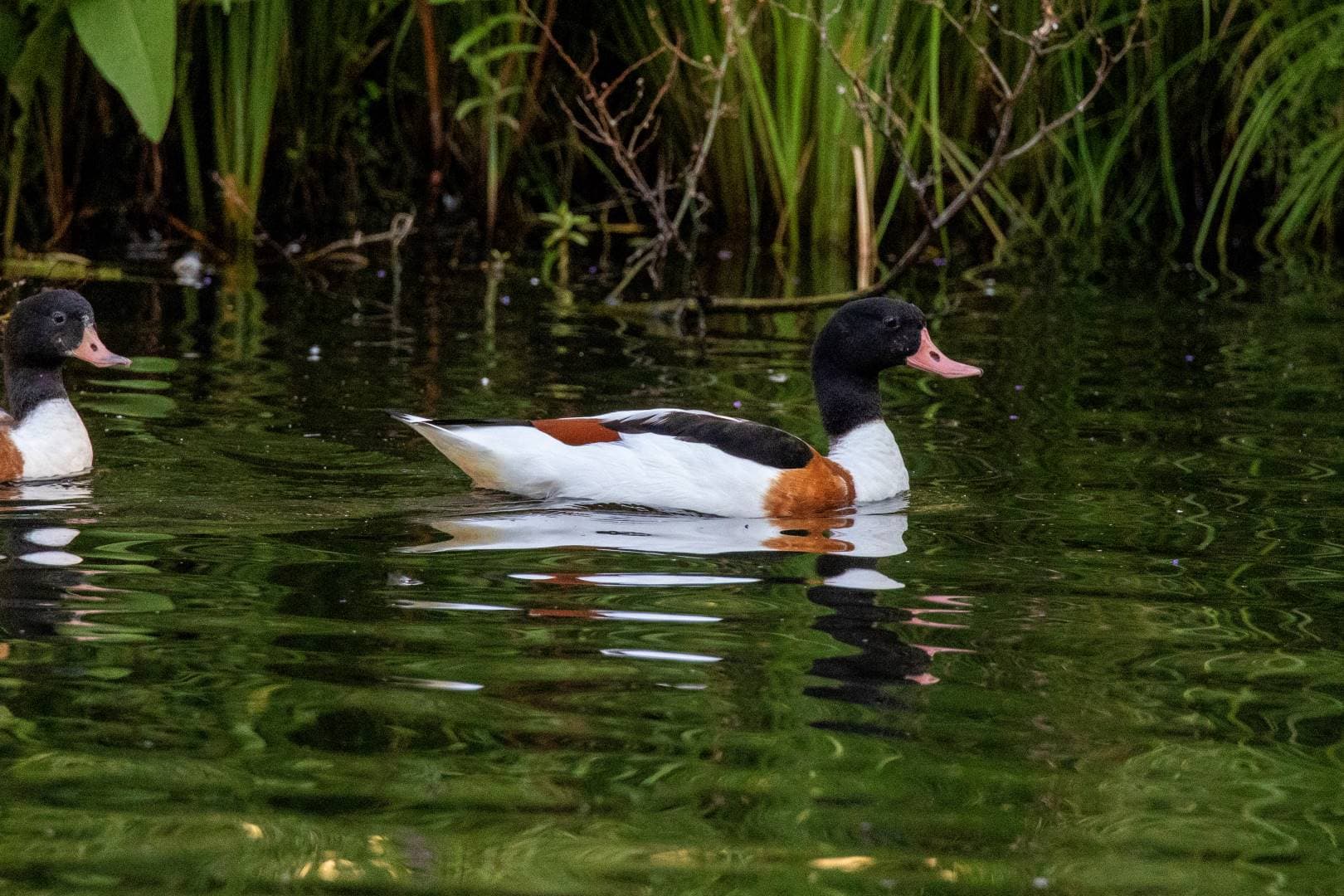 This handsome Shelduck has unique patches of white and rufous