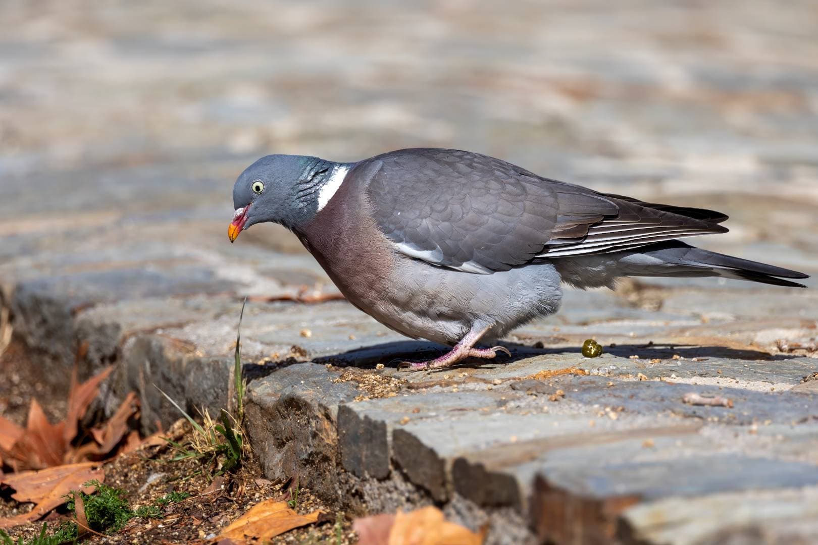 A male Common Wood-Pigeon shows us its white neck patch.