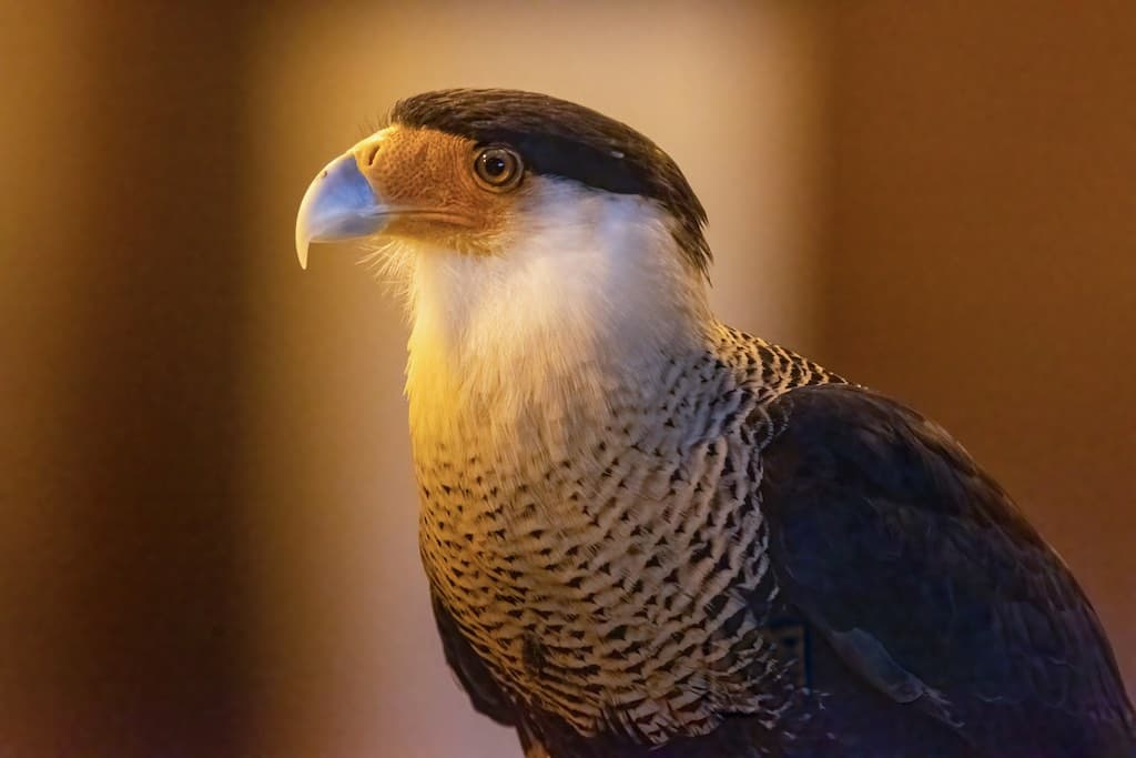The Crested Caracara educational bird.