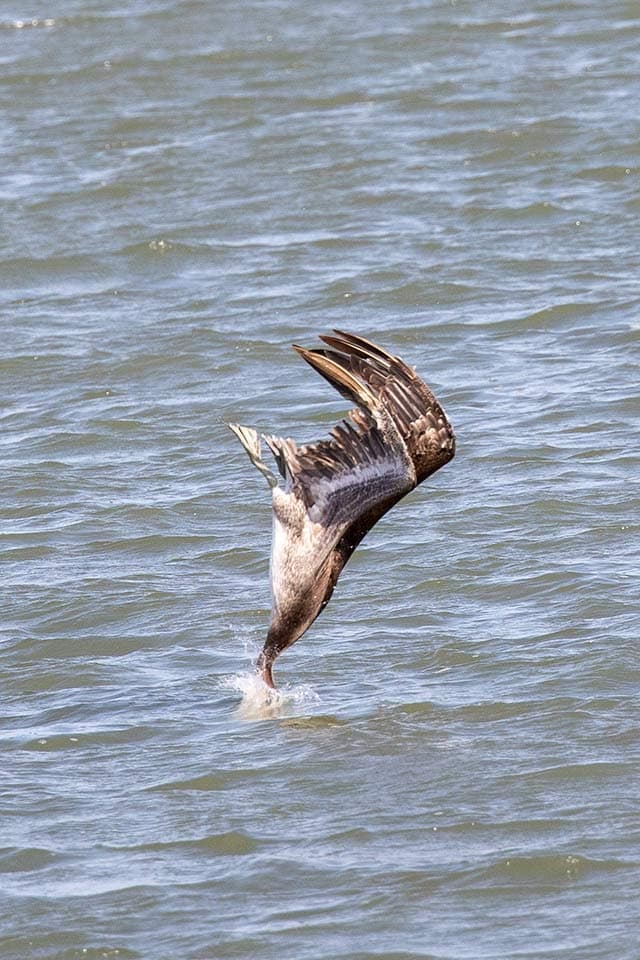 diving brown pelican with head underwater in marina waters