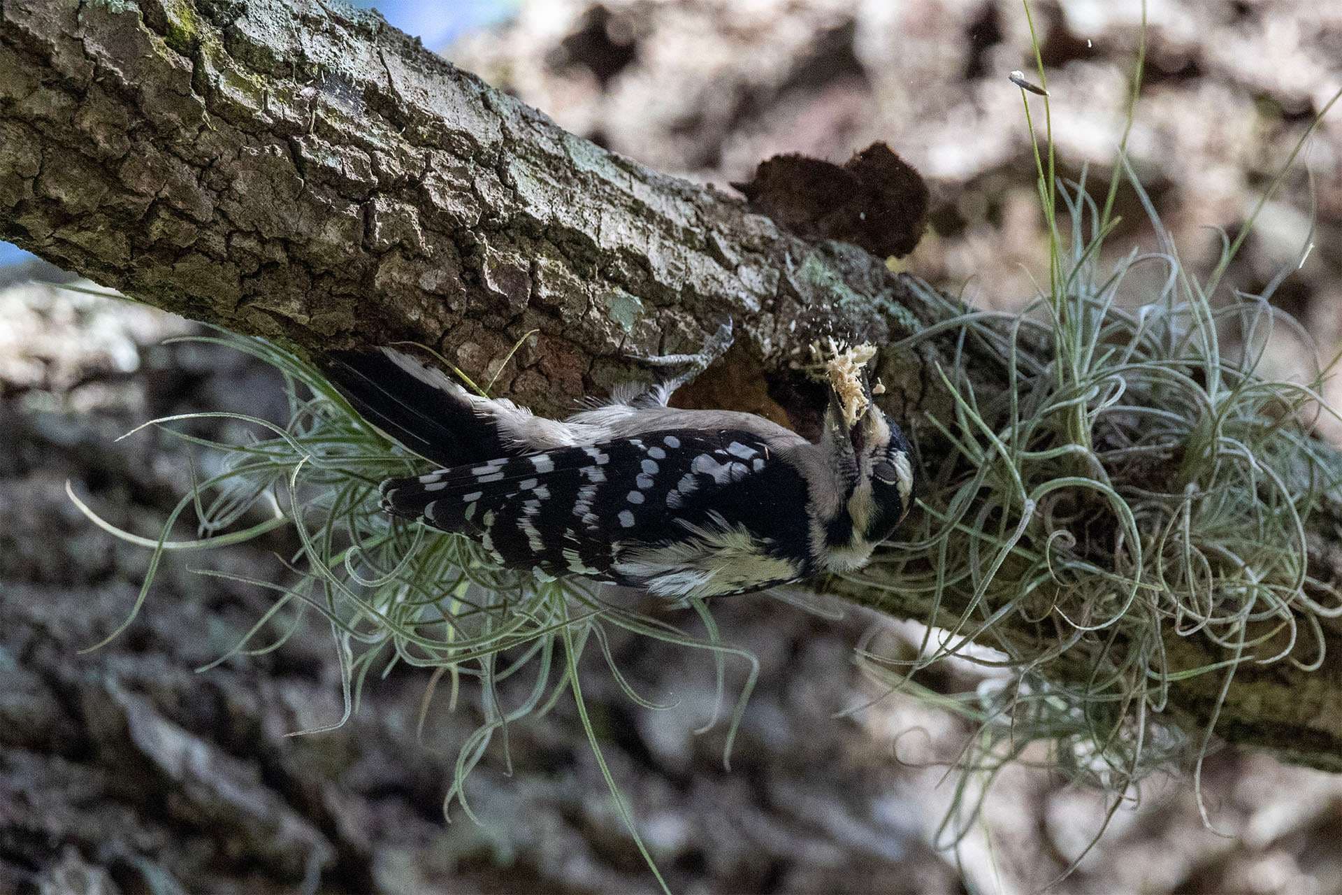 Male downy woodpecker with a beak full of wood shavings from the hole it is making