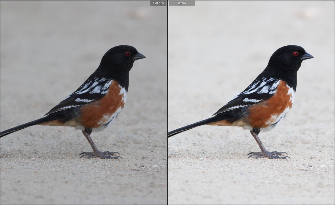 Editing Bird Photos: A Beginner's Guide