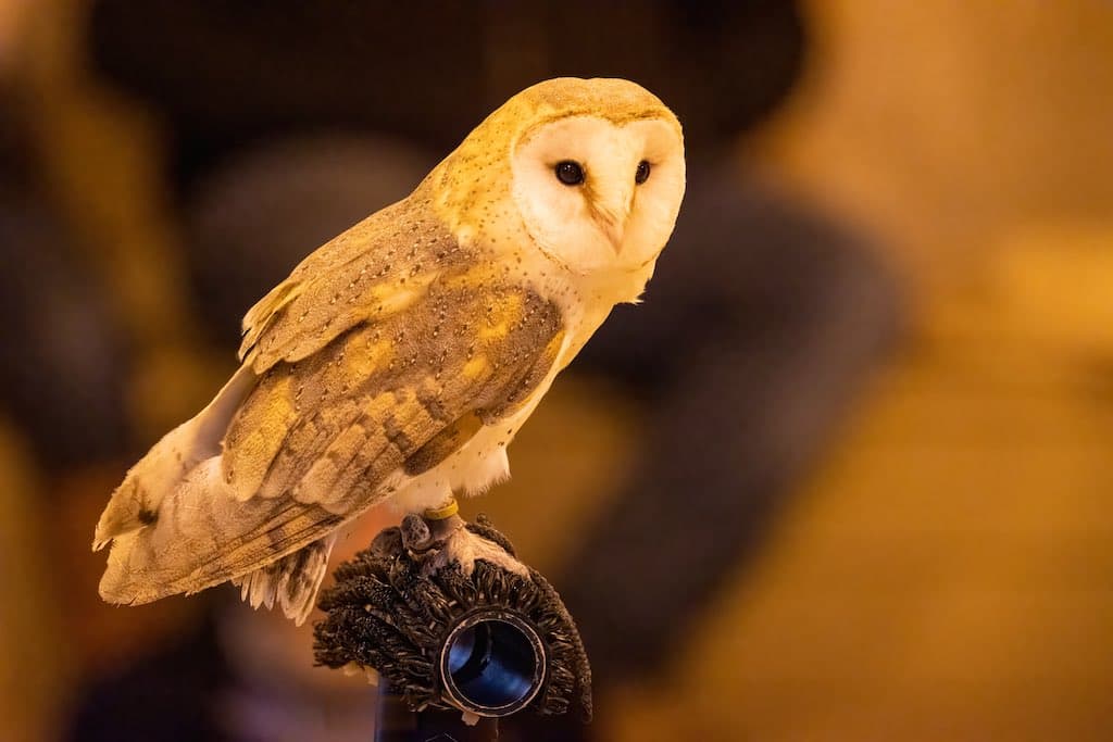 The Eurasian Barn Owl is much smaller than the Barn Owl that we get in the Americas.