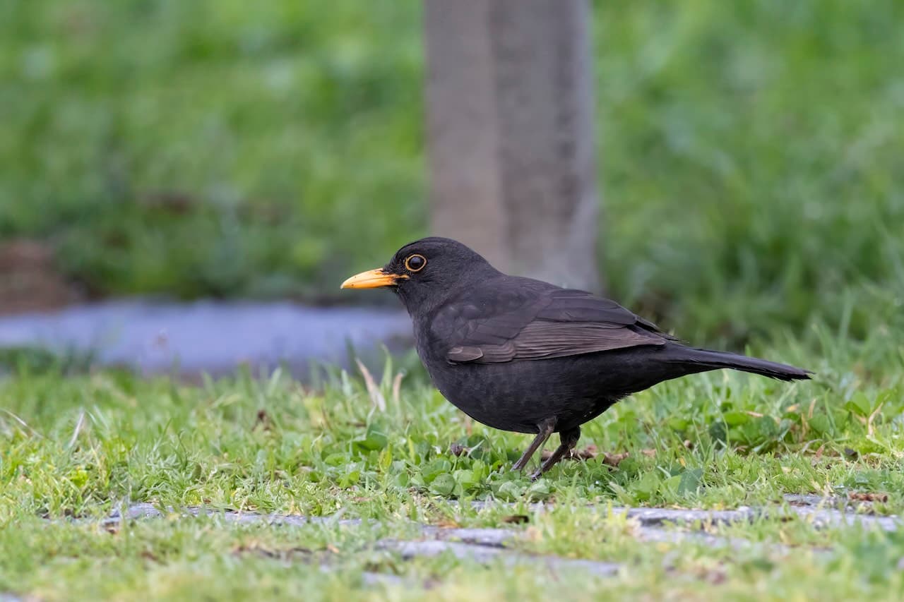 I found this Eurasian Blackbird chilling in some grass near a sidewalk.