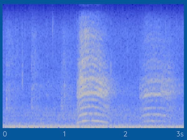collared dove visual on haikubox