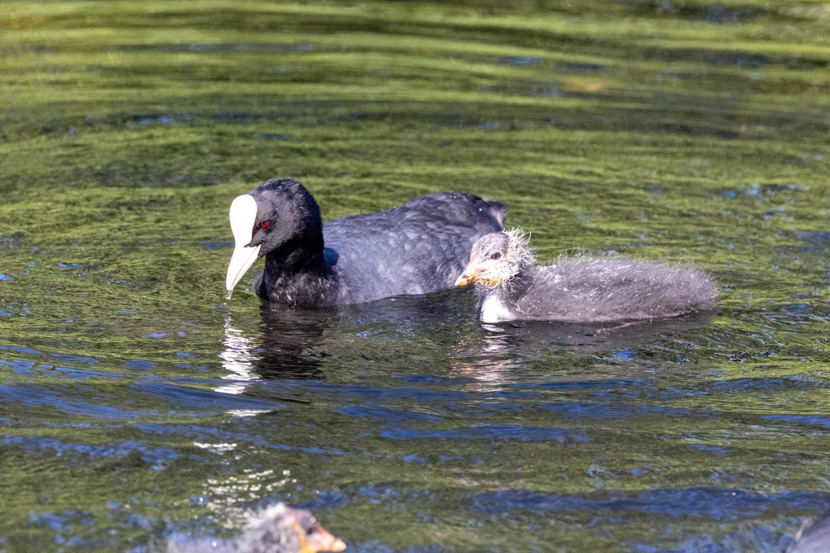 A Eurasian Coot and it's baby with wiry, downy, feathers.
