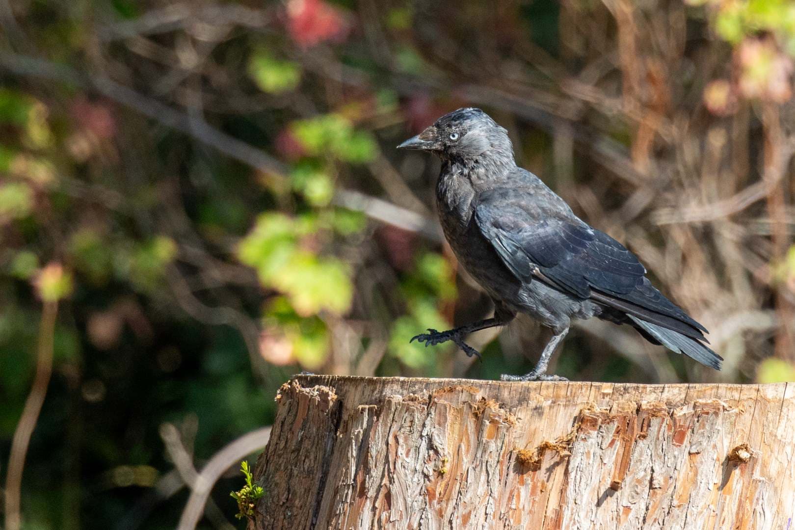 Eurasian Jackdaw standing on a stump
