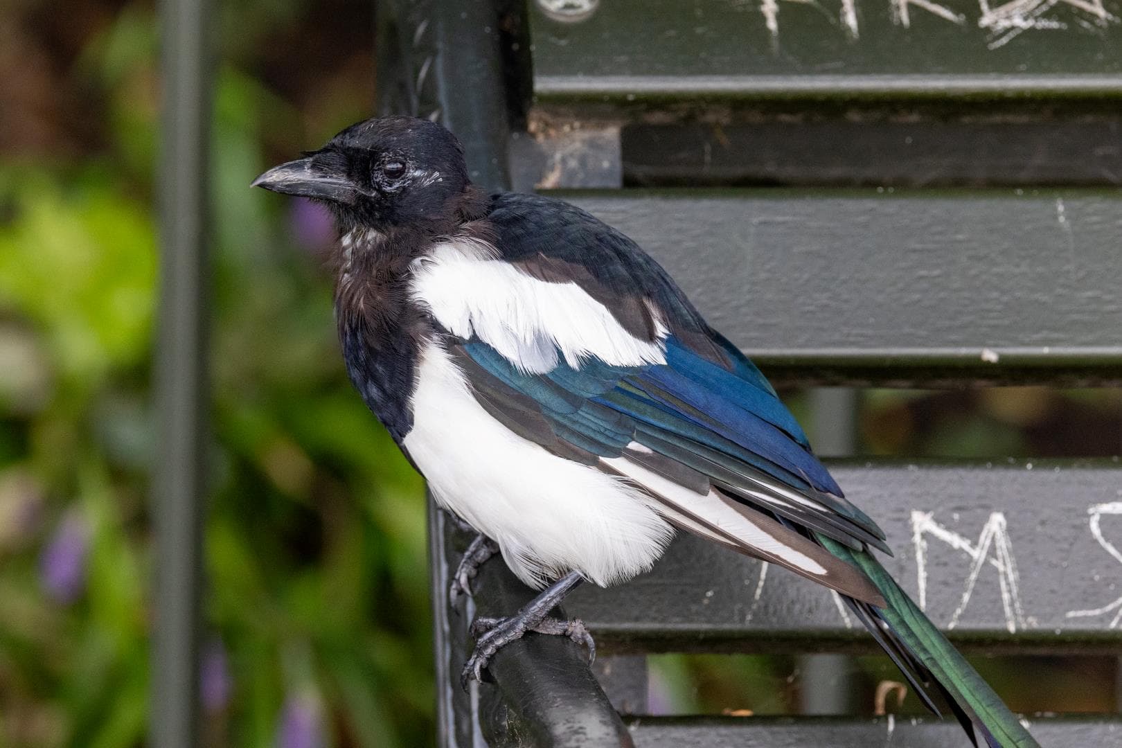 This magpie was resting on a bench at Kensington Gardens in Hyde Park