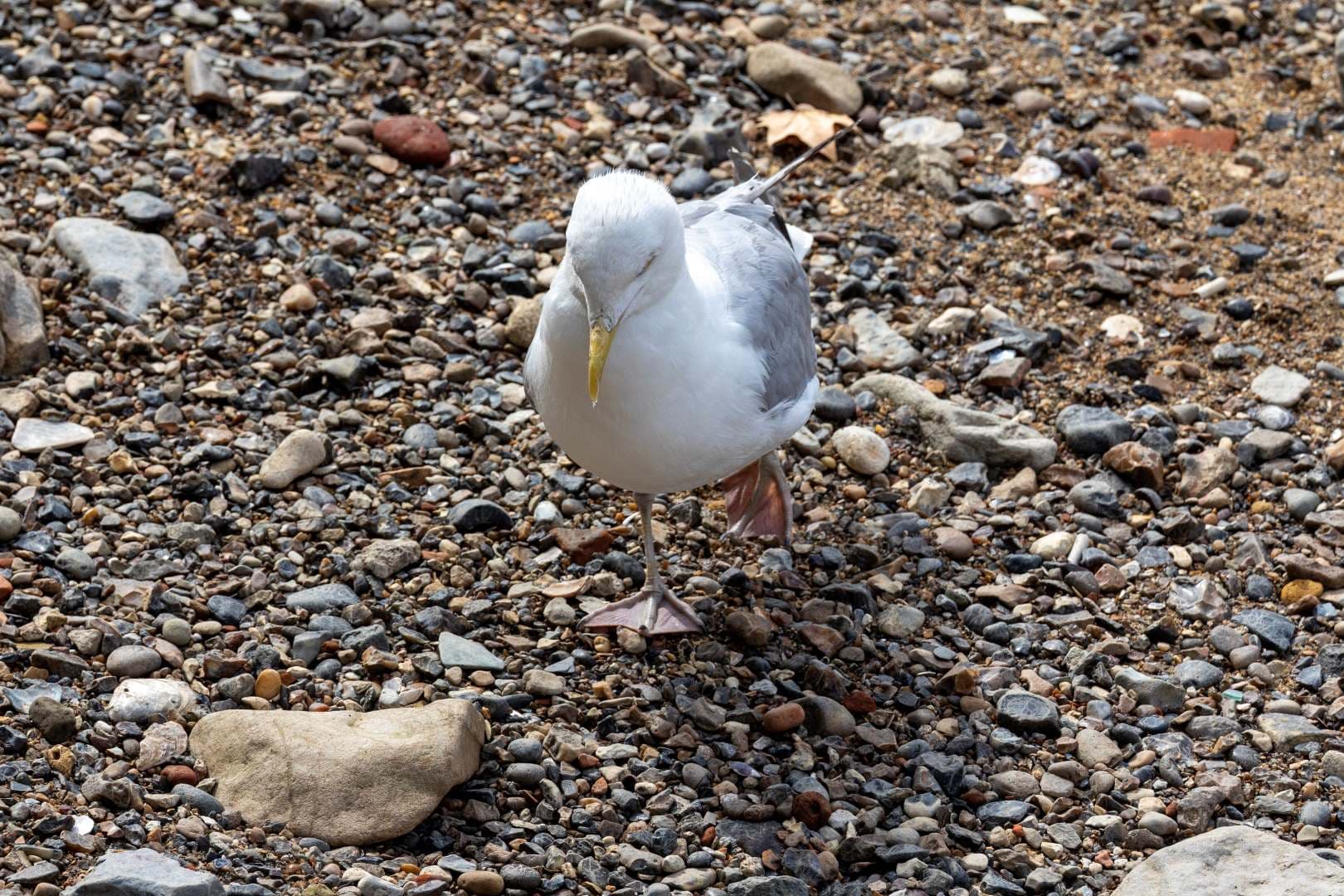 An unflattering angle of a European Herring Gull
