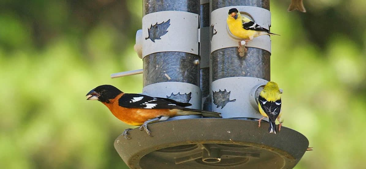 The Great Backyard Bird Count is near!