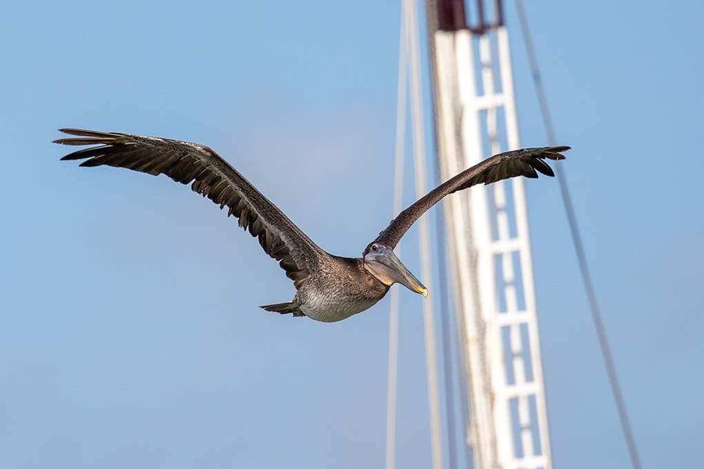 Birds you’ll see birding in the Corpus Christi marina