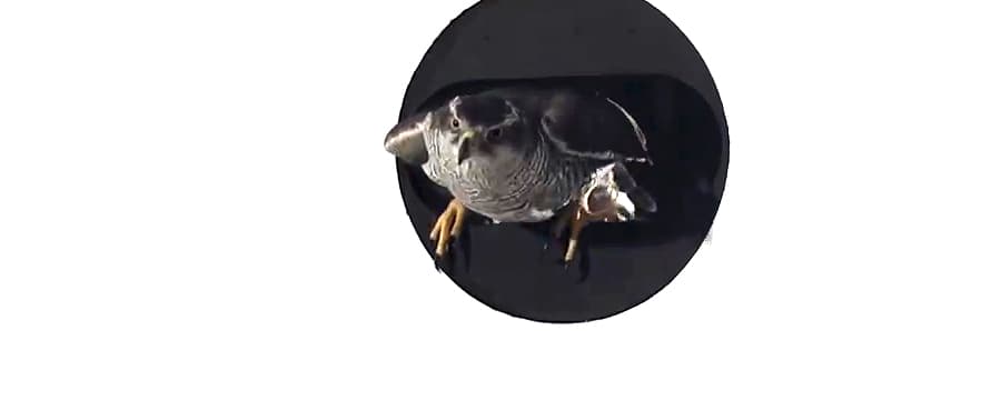 Flying abilities of the Goshawk