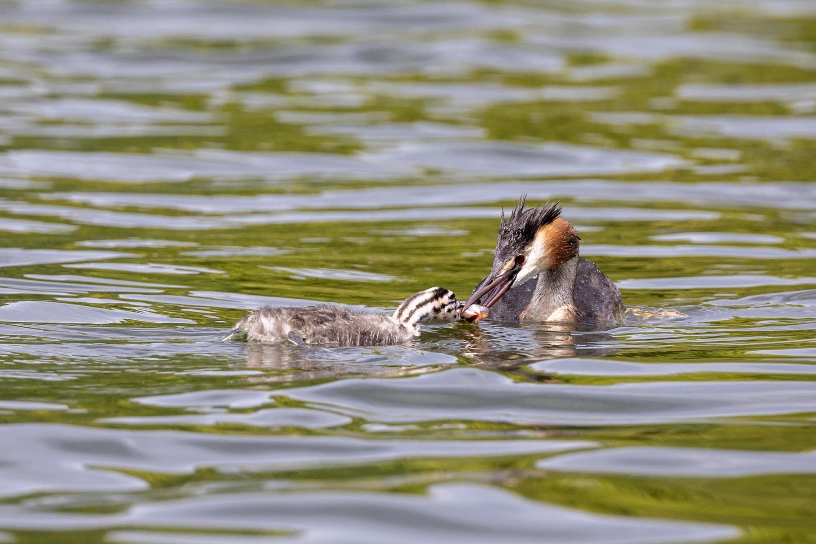I watched the mother grebe catch fish and feed her babies.