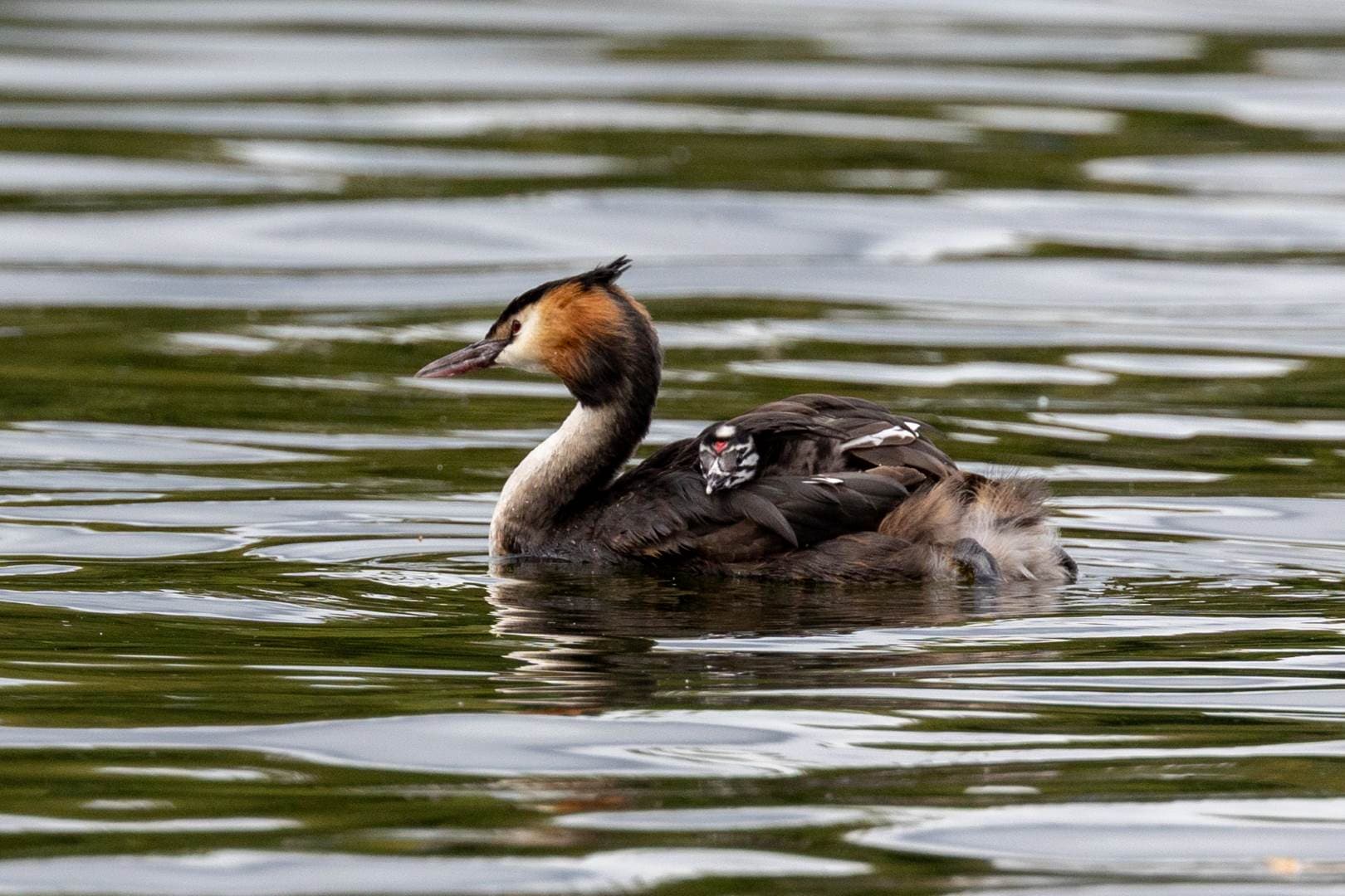 When she is not fishing, the mother acts as a boat for her babies.
