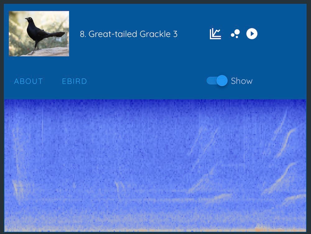 Spectrogram view of a Great-tailed Grackle via Haikubox | Play audio on Haikubox website