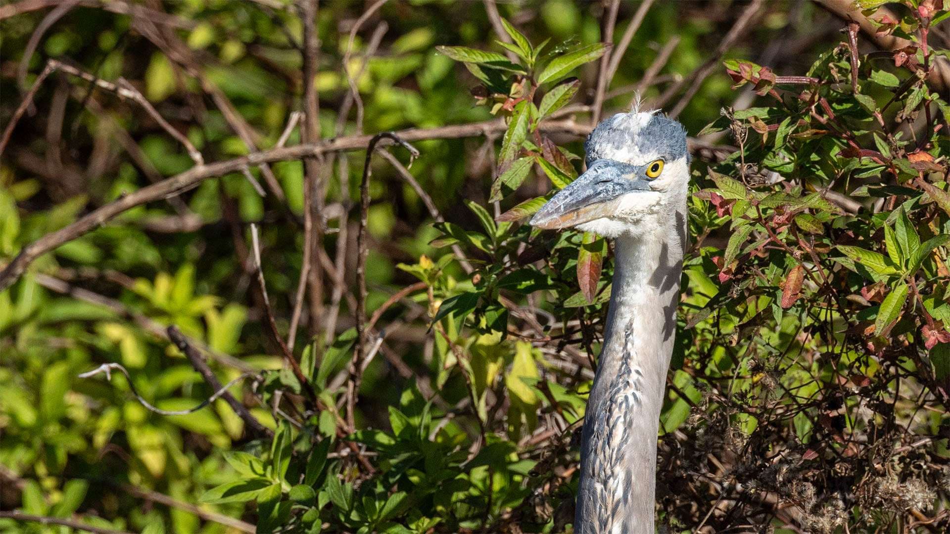 Great blue heron stands against plants